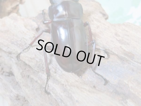 画像3:  ☆新成虫☆フォルスターフタマタクワガタ(原名亜種)♂66ミリ♀38ミリ別血統ペア販売!! (3)