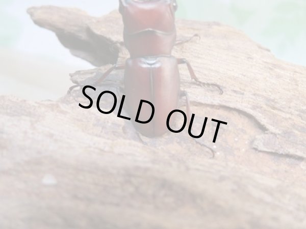 画像3: 新成虫☆WF2☆カツラホソアカクワガタ♂33ミリ♀フリーサイズペア販売!! (3)