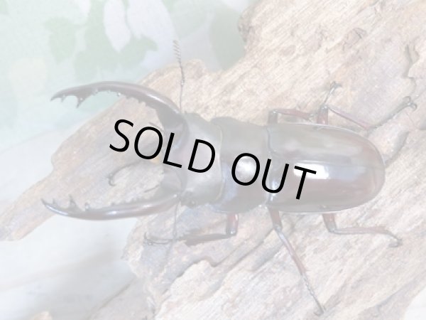 画像2:  ☆新成虫☆フォルスターフタマタクワガタ(原名亜種)♂66ミリ♀38ミリ別血統ペア販売!! (2)