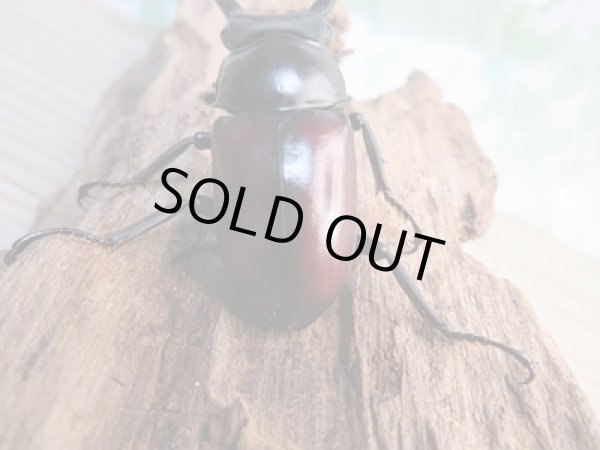 画像3: ☆新成虫☆ドンキエールコクワガタ(赤ドンキ)♂53ミリ♀40ミリ別血統ペア販売!! (3)