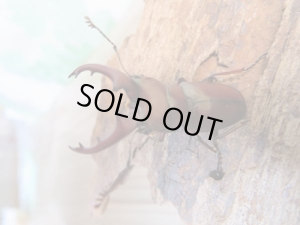 画像2: 新成虫☆WF2☆カツラホソアカクワガタ♂33ミリ♀フリーサイズペア販売!! (2)