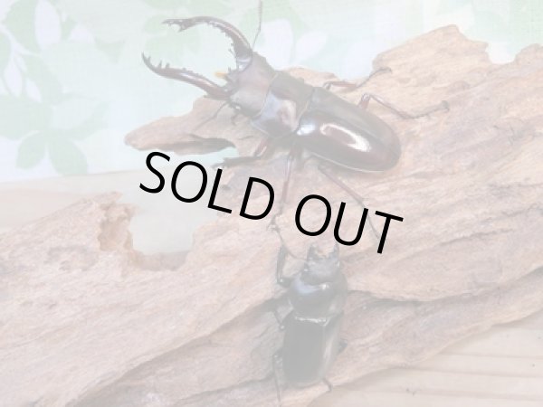 画像5:  ☆新成虫☆フォルスターフタマタクワガタ(原名亜種)♂66ミリ♀38ミリ別血統ペア販売!! (5)