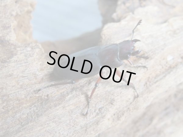 画像4: 新成虫☆WF2☆カツラホソアカクワガタ♂33ミリ♀フリーサイズペア販売!! (4)