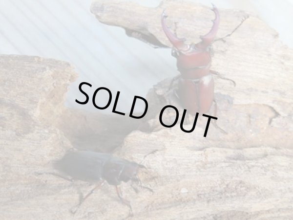 画像5: 新成虫☆WF2☆カツラホソアカクワガタ♂33ミリ♀フリーサイズペア販売!! (5)