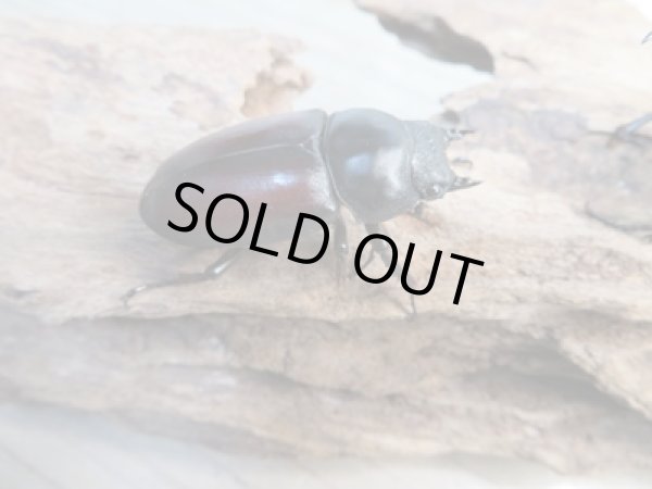 画像4: ☆新成虫☆ドンキエールコクワガタ(赤ドンキ)♂53ミリ♀40ミリ別血統ペア販売!! (4)