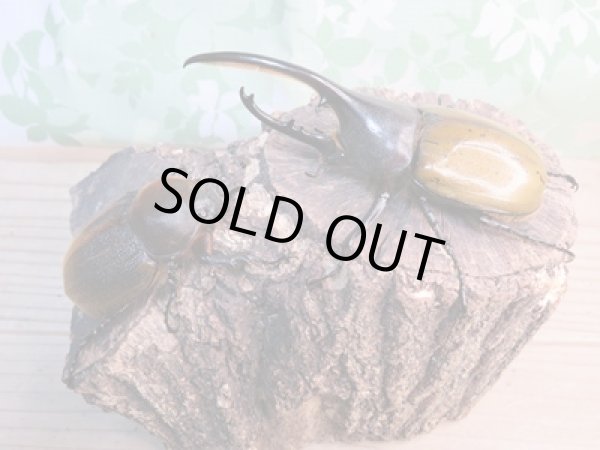 画像5: ☆現トリニダーデンシス☆D.H.ブリュゼニ♂110ミリ♀64ミリペア販売!! (5)