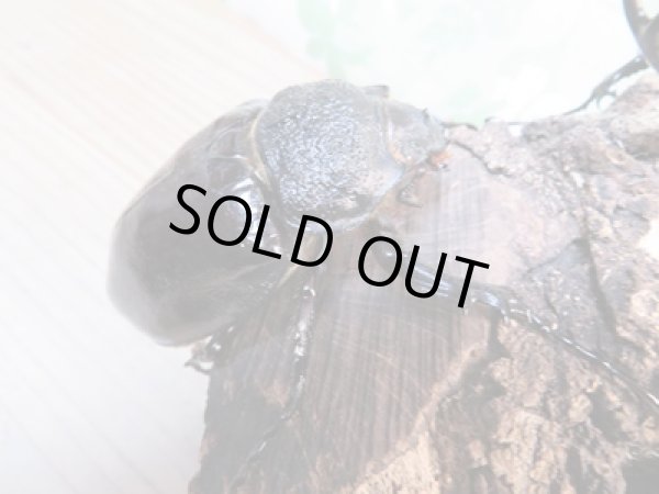 画像4: ☆新成虫☆マルスゾウカブト♂105ミリ♀70ミリペア販売!! (4)