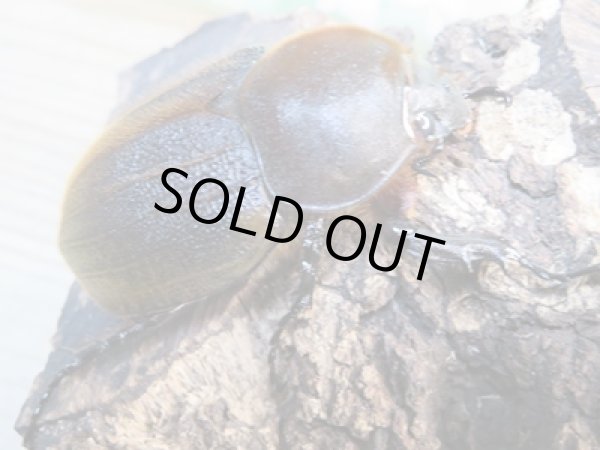 画像4: ☆現トリニダーデンシス☆D.H.ブリュゼニ♂110ミリ♀64ミリペア販売!! (4)