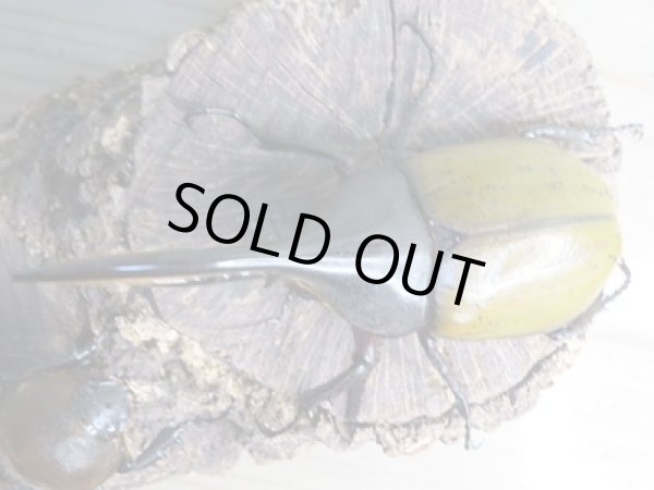 画像2: ☆現トリニダーデンシス☆D.H.ブリュゼニ♂110ミリ♀64ミリペア販売!! (2)