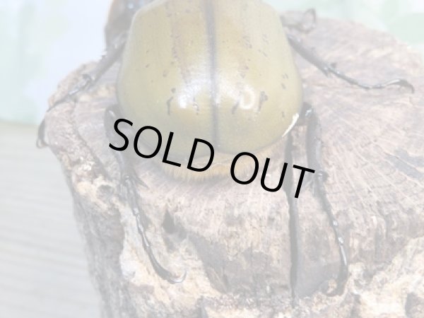 画像3: ☆現トリニダーデンシス☆D.H.ブリュゼニ♂110ミリ♀64ミリペア販売!! (3)