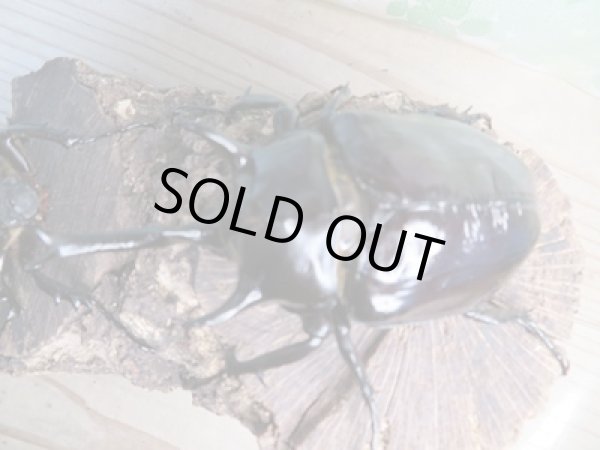 画像2: ☆新成虫☆マルスゾウカブト♂105ミリ♀70ミリペア販売!! (2)