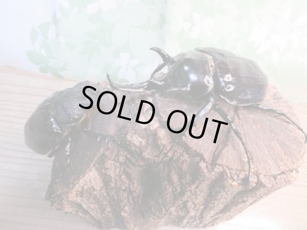 画像5: ☆新成虫☆マルスゾウカブト♂105ミリ♀70ミリペア販売!! (5)