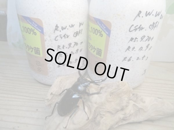 画像3: 限定1セットのみ☆DV産☆ウエストウッディオオシカクワガタ(原名亜種)二令中期〜後期幼虫ペア菌糸ボトル入り販売!! (3)