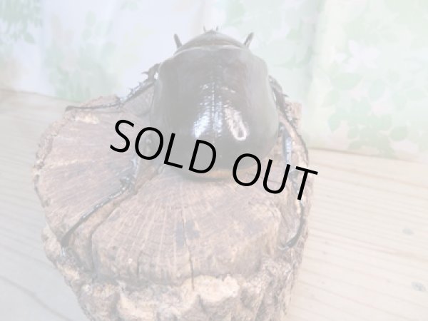 画像3: ☆新成虫☆マルスゾウカブト♂105ミリ♀70ミリペア販売!! (3)