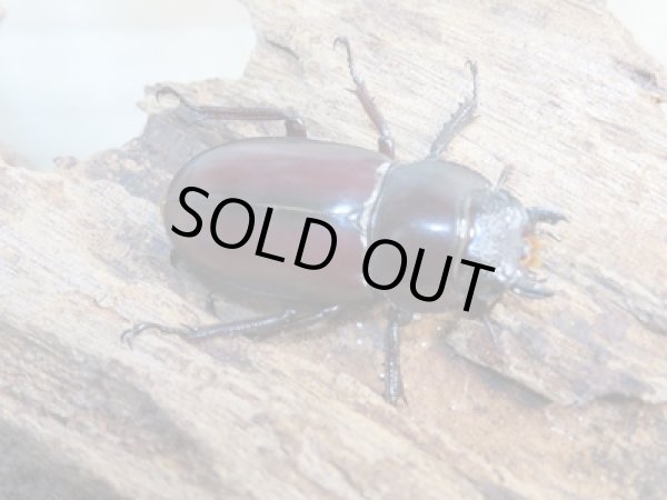 画像4: ☆レア種☆新成虫!マイシクワガタ♂35ミリ♀31ミリペア販売!! (4)