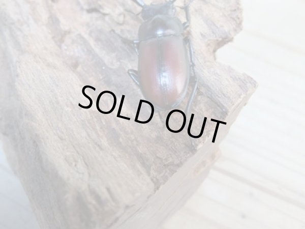 画像3: ☆レア種☆新成虫!マイシクワガタ♂35ミリ♀31ミリペア販売!! (3)