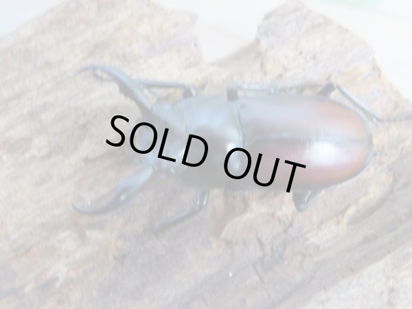 画像2: ☆レア種☆新成虫!マイシクワガタ♂35ミリ♀31ミリペア販売!! (2)