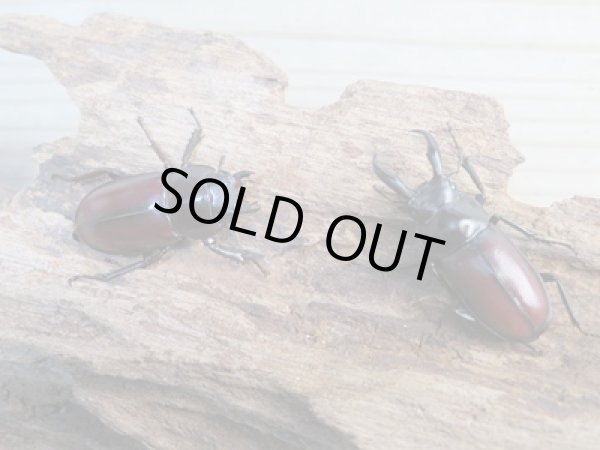 画像5: ☆レア種☆新成虫!マイシクワガタ♂35ミリ♀31ミリペア販売!! (5)