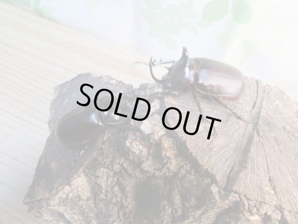 画像5: 新成虫☆WF1☆ビルマ二クスゴホンヅノカブト♂53ミリ♀48ミリペア販売!! (5)