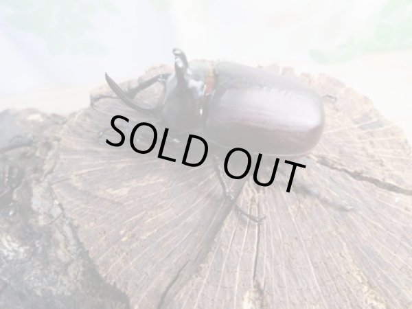 画像3: 新成虫☆WF1☆ビルマ二クスゴホンヅノカブト♂53ミリ♀48ミリペア販売!! (3)