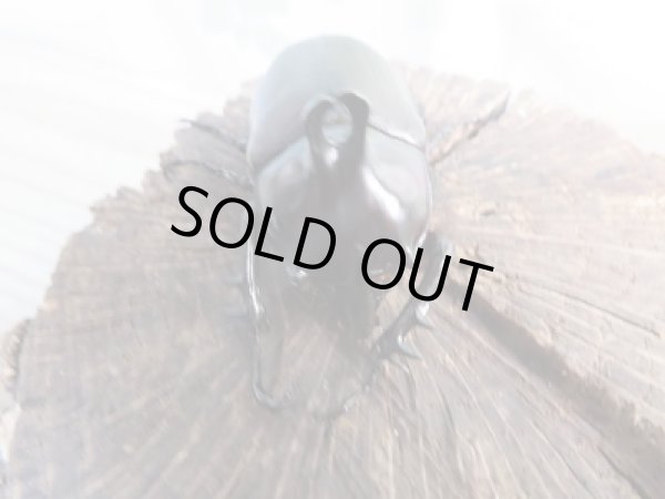 画像2: 新成虫☆WF1☆ビルマ二クスゴホンヅノカブト♂53ミリ♀48ミリペア販売!! (2)