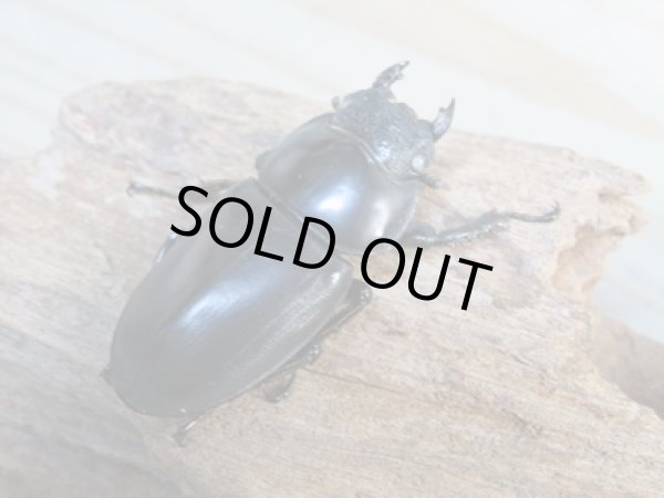 画像4: 新成虫☆ホワイトアイ☆アンタエウスオオクワガタ♂68ミリ♀44ミリペア販売!! (4)