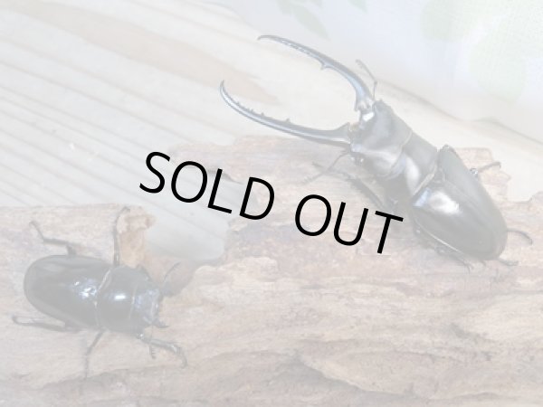 画像5: 新成虫☆WF1☆コンフキウスノコギリクワガタ♂91ミリ♀44ミリペア販売!! (5)