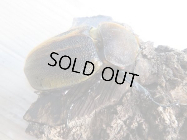 画像4: ★超有名極太極短血統★D・H・ヘラクレス♂-B105ミリ♀68ミリペア販売!! (4)