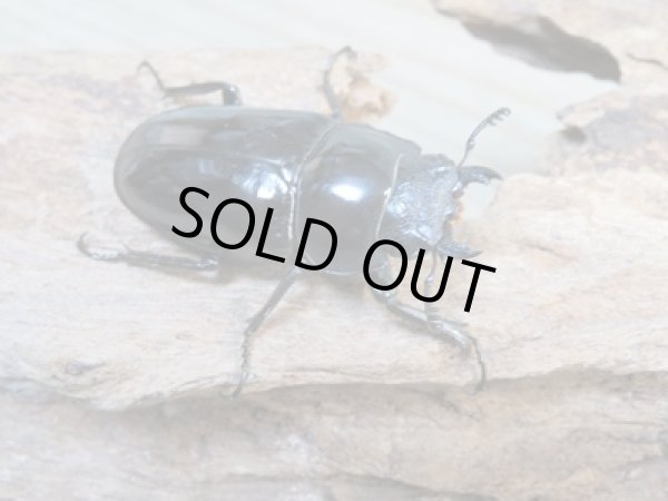 画像4: 新成虫☆WF1☆コンフキウスノコギリクワガタ♂91ミリ♀44ミリペア販売!! (4)