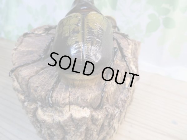 画像3: ★超有名極太極短血統★D・H・ヘラクレス♂-B105ミリ♀68ミリペア販売!! (3)