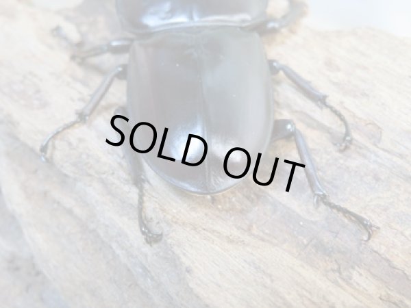 画像3: 新成虫☆ホワイトアイ☆アンタエウスオオクワガタ♂68ミリ♀44ミリペア販売!! (3)