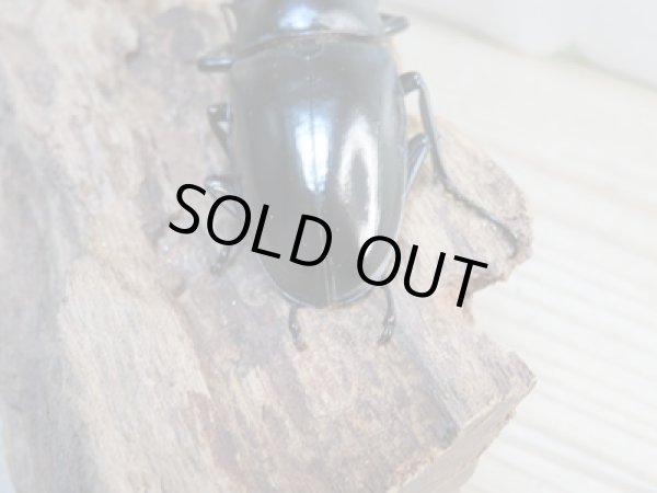 画像3: 新成虫☆WF1☆コンフキウスノコギリクワガタ♂91ミリ♀44ミリペア販売!! (3)