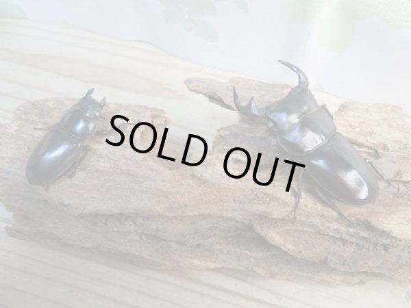 画像5: 新成虫☆ホワイトアイ☆アンタエウスオオクワガタ♂68ミリ♀44ミリペア販売!! (5)