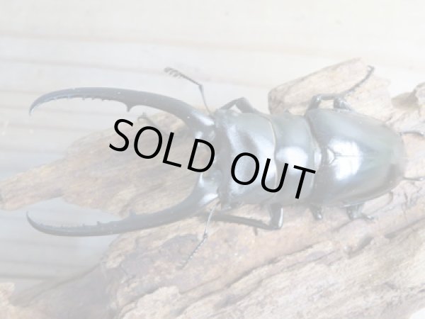 画像2: 新成虫☆WF1☆コンフキウスノコギリクワガタ♂91ミリ♀44ミリペア販売!! (2)