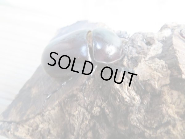 画像4: 新成虫☆WF1☆ビルマ二クスゴホンヅノカブト♂53ミリ♀48ミリペア販売!! (4)