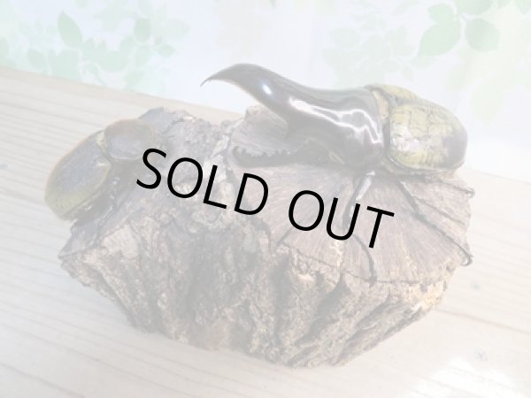 画像5: ★超有名極太極短血統★D・H・ヘラクレス♂-B105ミリ♀68ミリペア販売!! (5)