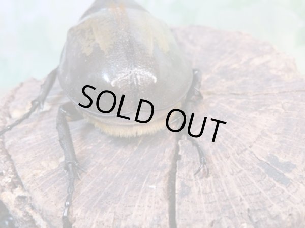 画像3: ☆新成虫☆D.H.パスコアリ♂84ミリ♀61ミリペア+♀57ミリ計3頭トリオ販売!! (3)