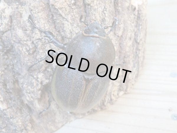 画像4: ☆新成虫☆D.H.パスコアリ♂84ミリ♀61ミリペア+♀57ミリ計3頭トリオ販売!! (4)