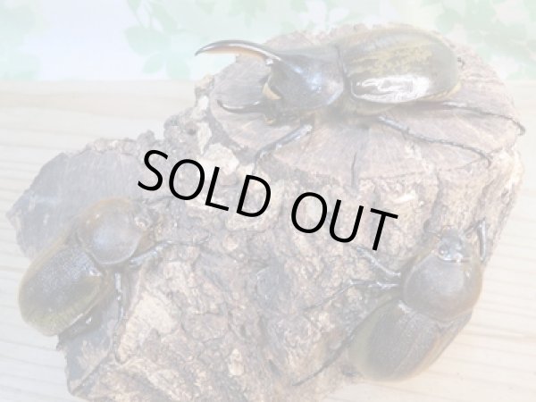 画像6: ☆新成虫☆D.H.パスコアリ♂84ミリ♀61ミリペア+♀57ミリ計3頭トリオ販売!! (6)