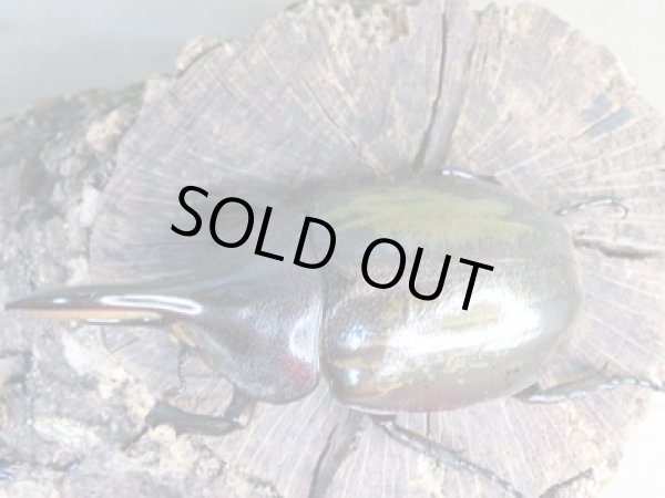 画像2: ☆新成虫☆D.H.パスコアリ♂84ミリ♀61ミリペア+♀57ミリ計3頭トリオ販売!! (2)