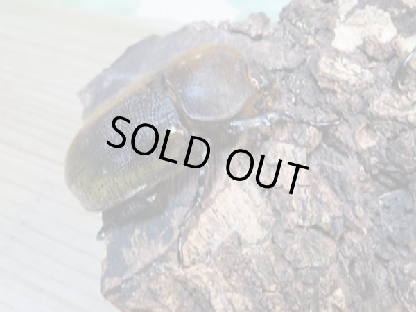 画像5: ☆新成虫☆D.H.パスコアリ♂84ミリ♀61ミリペア+♀57ミリ計3頭トリオ販売!! (5)