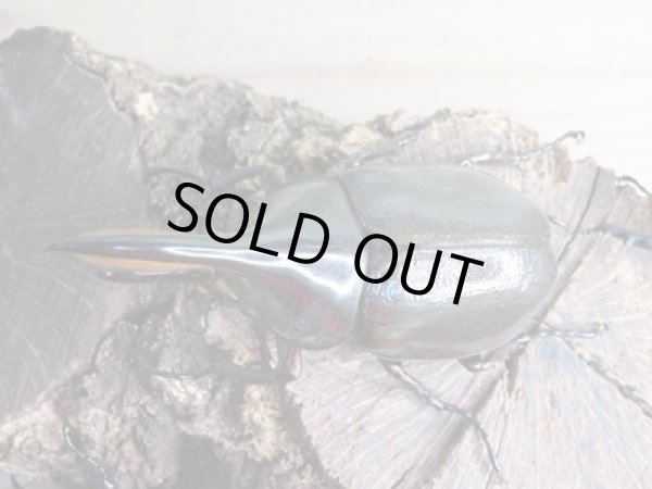 画像2: ☆新成虫☆D.H.パスコアリ♂90ミリ♀64ミリペア+♀62ミリ計3頭トリオ販売!! (2)