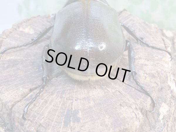 画像3: ☆新成虫☆D.H.パスコアリ♂90ミリ♀64ミリペア+♀62ミリ計3頭トリオ販売!! (3)