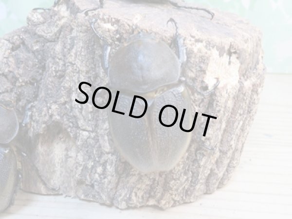 画像4: ☆新成虫☆D.H.パスコアリ♂90ミリ♀64ミリペア+♀62ミリ計3頭トリオ販売!! (4)