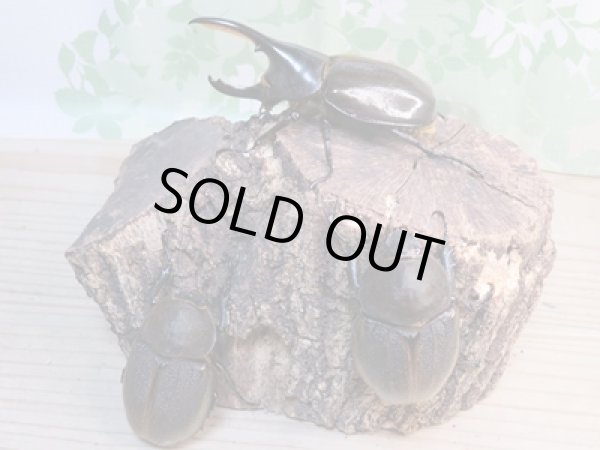 画像6: ☆新成虫☆D.H.パスコアリ♂90ミリ♀64ミリペア+♀62ミリ計3頭トリオ販売!! (6)