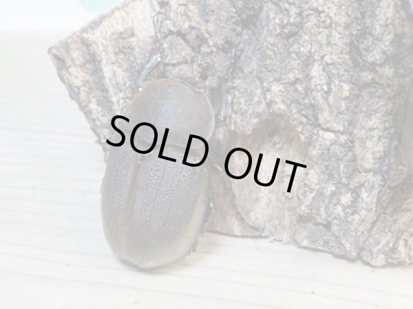 画像5: ☆新成虫☆D.H.パスコアリ♂90ミリ♀64ミリペア+♀62ミリ計3頭トリオ販売!! (5)