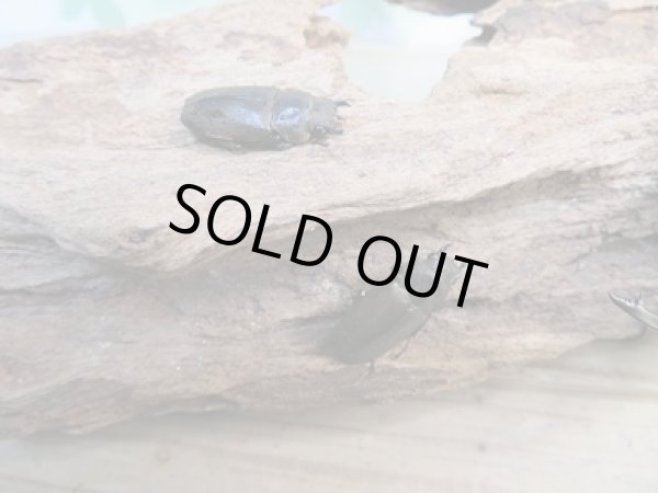 画像4: 新成虫☆ベララベラ産☆スぺキオススホソアカクワガタ♂46ミリ〜48ミリ♀フリーサイズペア販売!! (4)