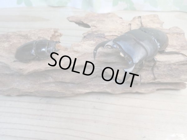 画像5: 新成虫☆WF1☆ダイオウヒラタクワガタ♂78ミリ♀46ミリペア販売!! (5)