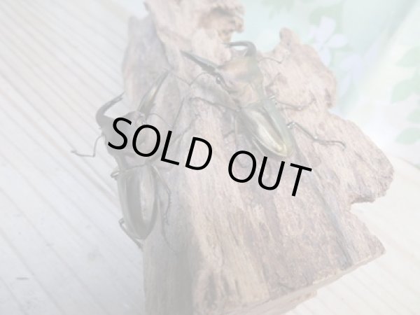 画像3: 新成虫☆ベララベラ産☆スぺキオススホソアカクワガタ♂49ミリ♀フリーサイズペア販売!! (3)