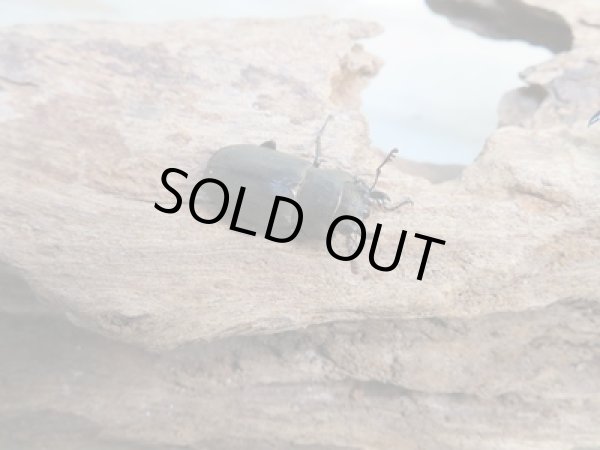 画像4: 新成虫☆ベララベラ産☆スぺキオススホソアカクワガタ♂51ミリ♀フリーサイズペア販売!! (4)